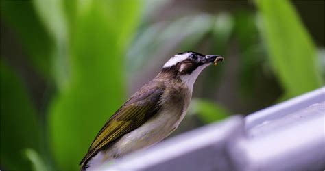 鳥飛進 家裡 代表什麼|【家裡飛來鳥】家裡飛來吉祥鳥？鳥類進家預示什麼吉凶福禍？